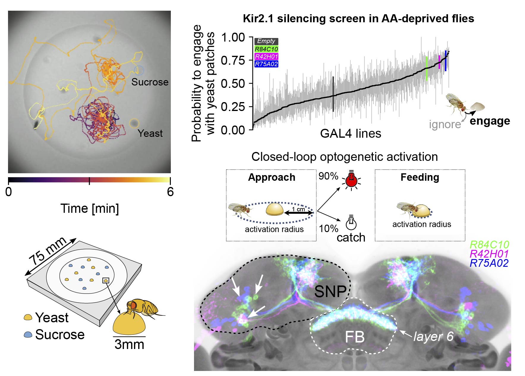 A neuronal substrate for translating nutrient state and resource density estimations into foraging decisions