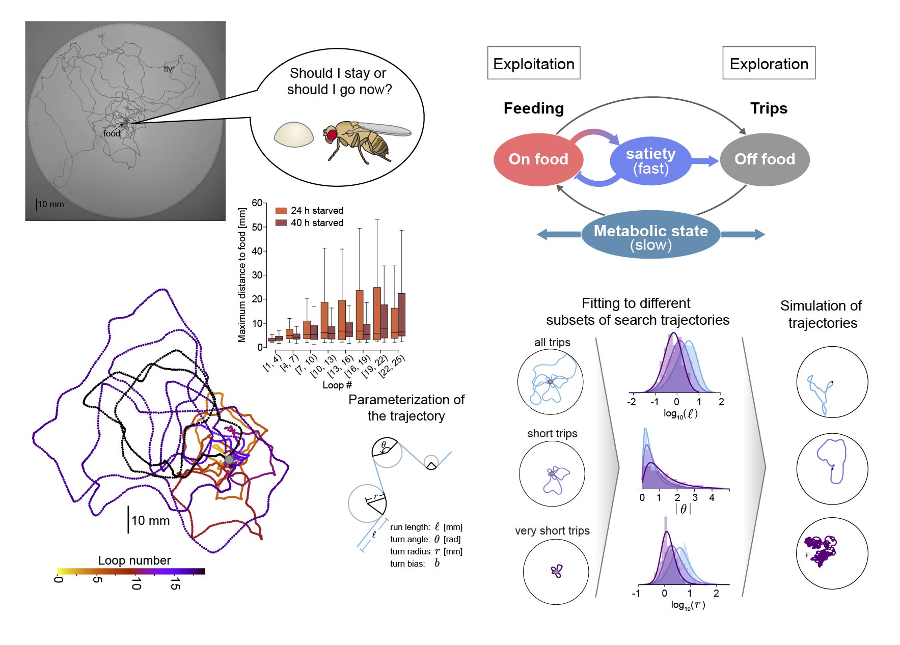 Exploration and exploitation are flexibly balanced during local search in flies