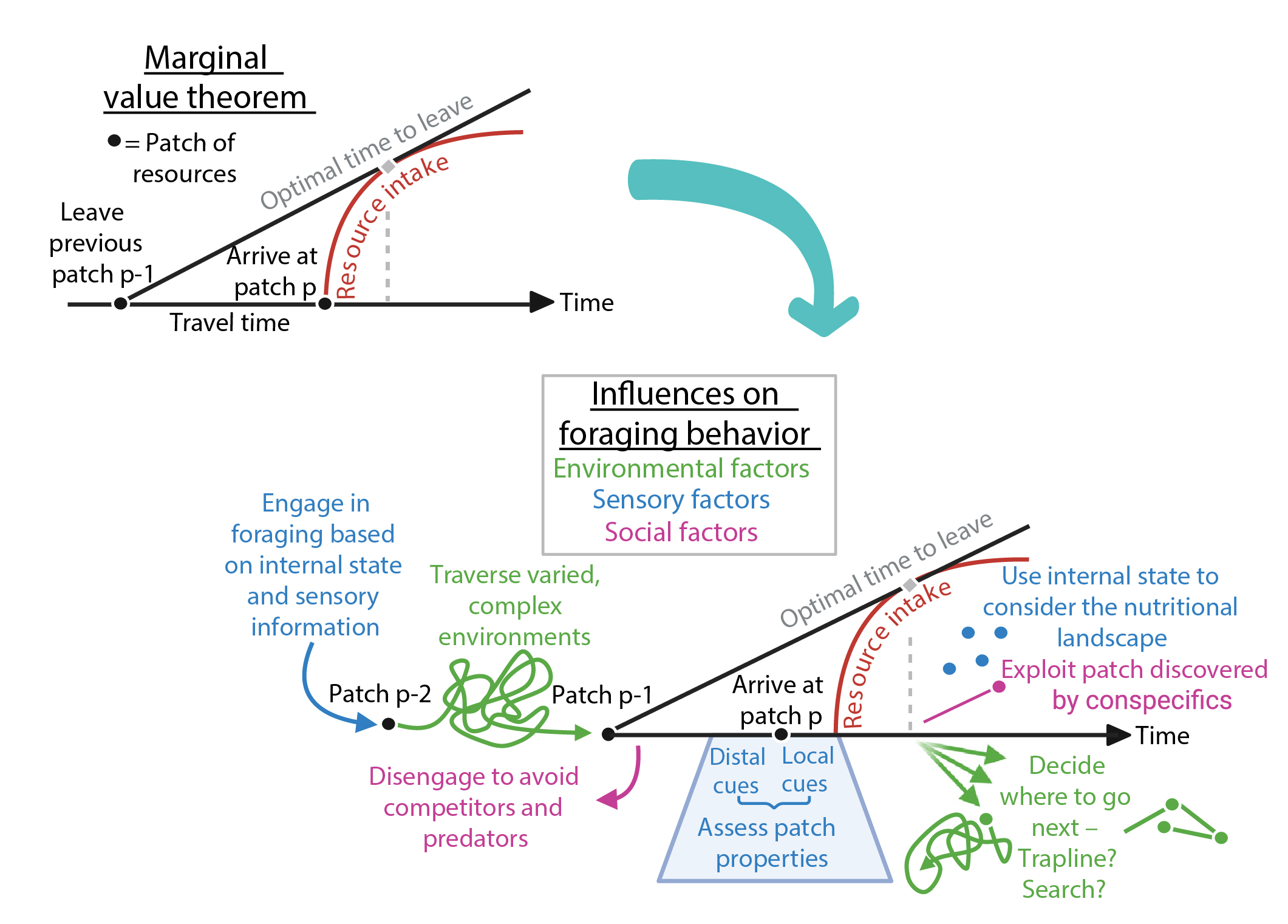 Foraging as an ethological framework for neuroscience