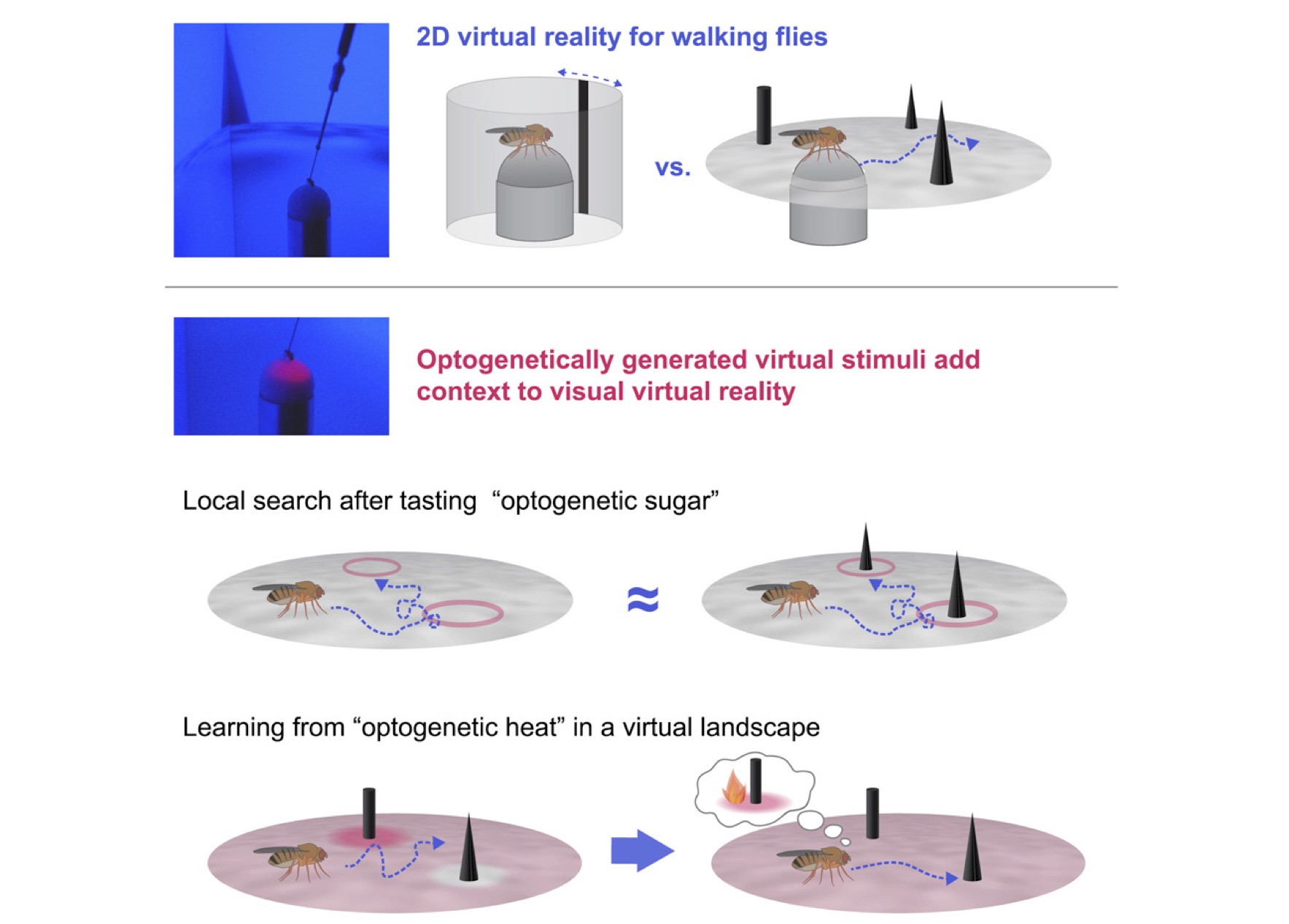 Visually guided behavior and optogenetically induced learning in head-fixed flies exploring a virtual landscape