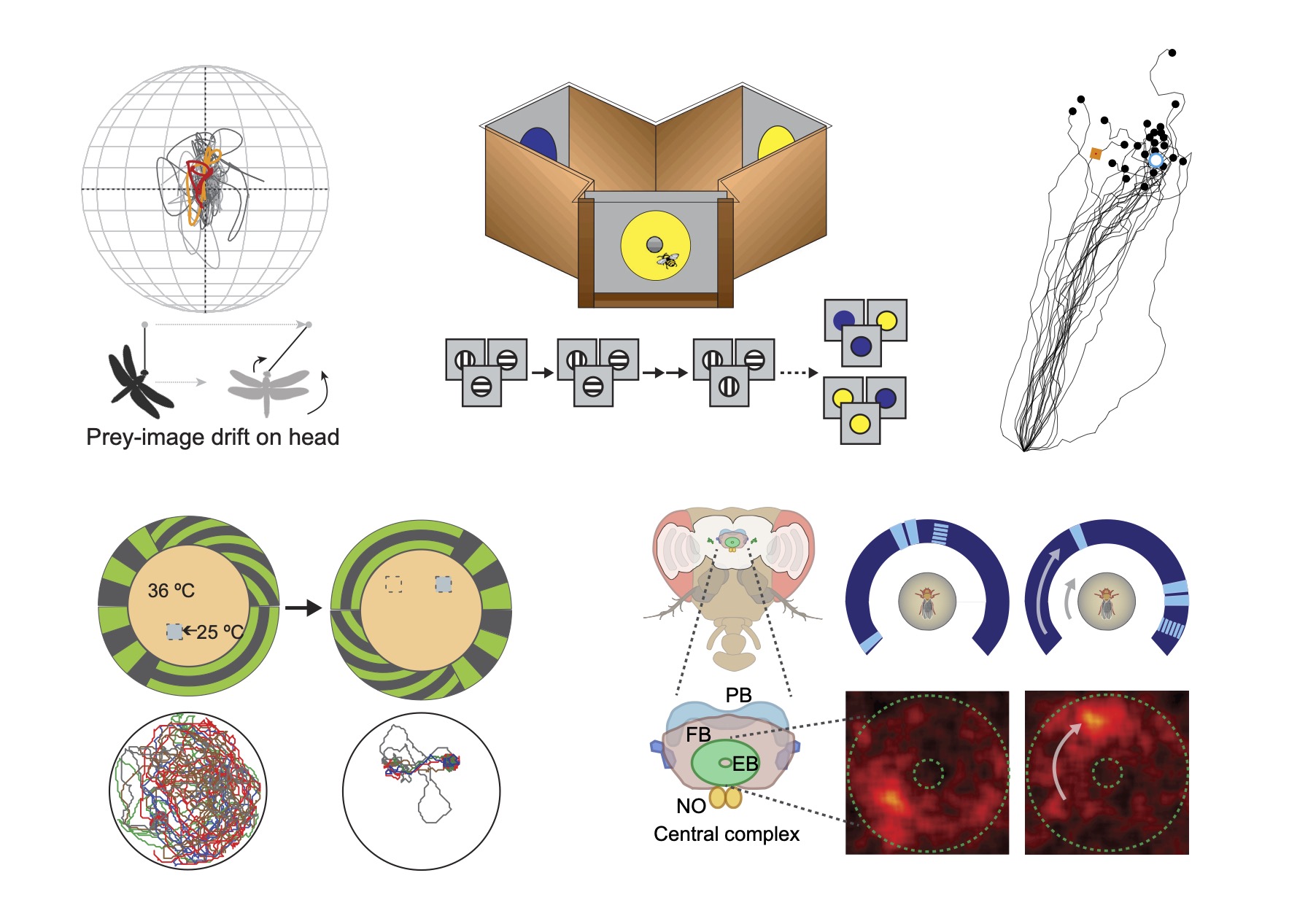 Studying small brains to understand the building blocks of cognition
