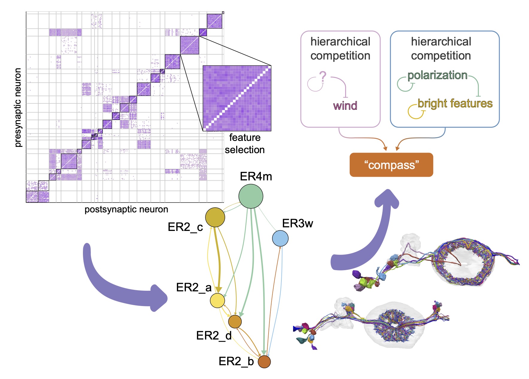 A connectome of the Drosophila central complex reveals network motifs suitable for flexible navigation and context-dependent action selection