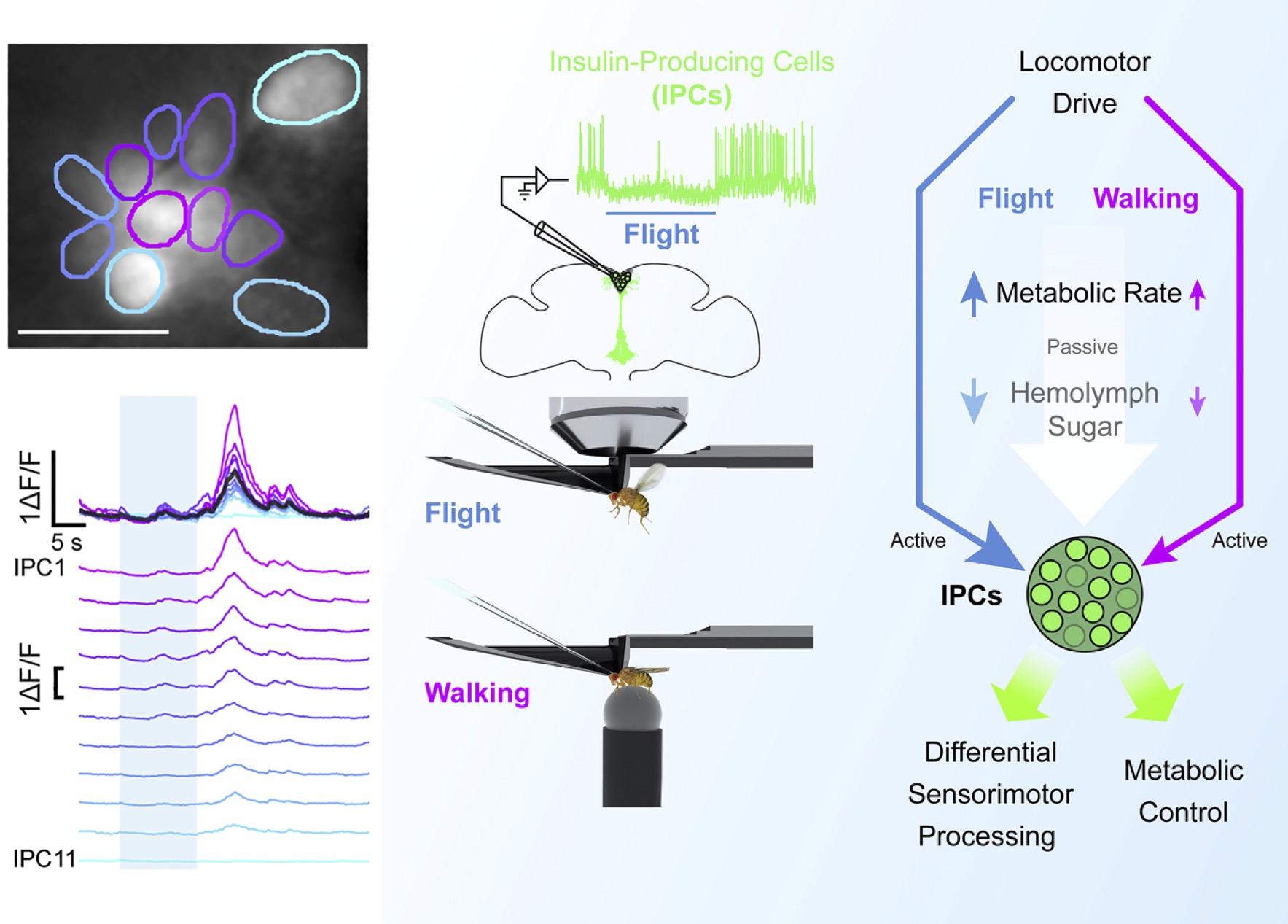 Behavioral state-dependent modulation of insulin-producing cells in <i>Drosophila</i>
