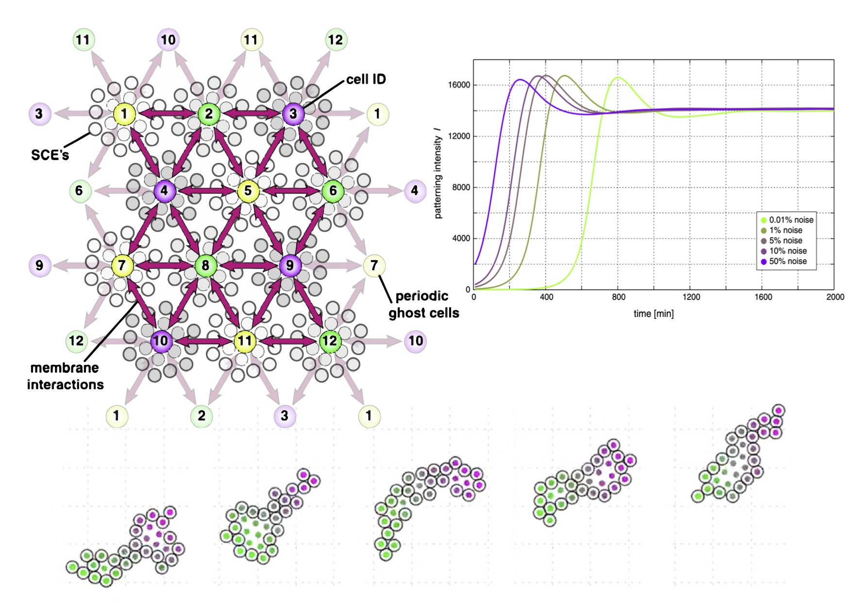SEM++: a particle model of cellular growth, signaling and migration