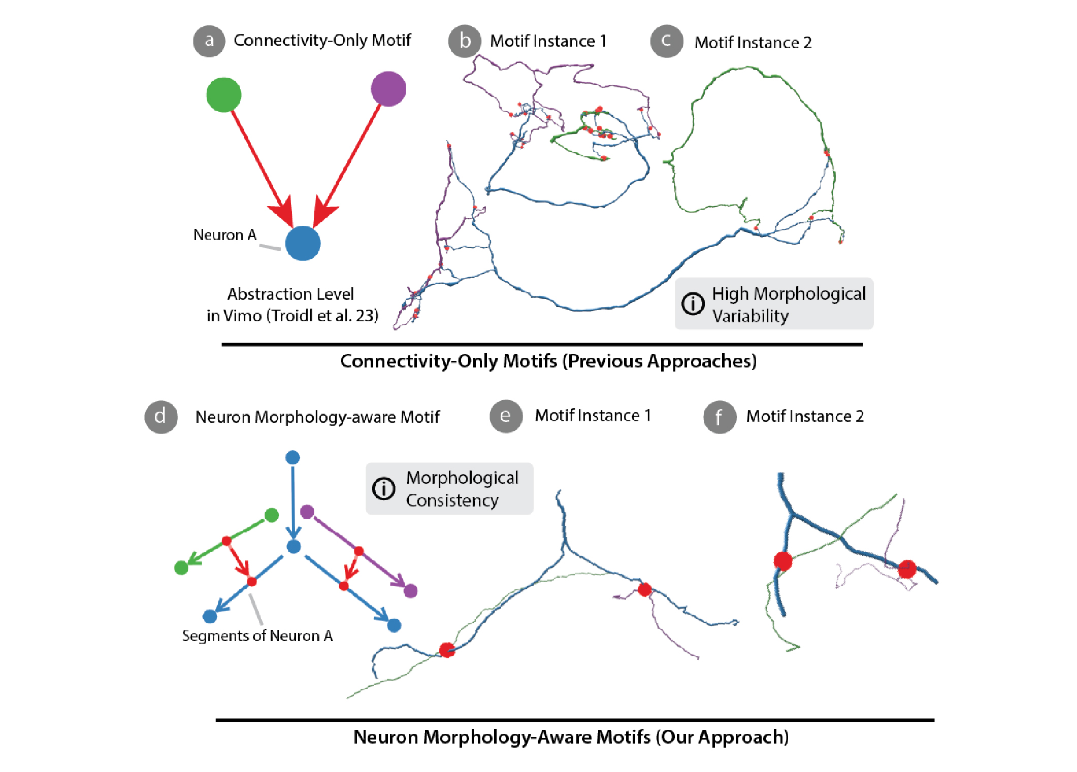 MoMo - Combining Neuron Morphology and Connectivity for Interactive Motif Analysis in Connectomes
